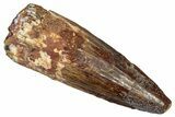 Fossil Spinosaurus Tooth - Real Dinosaur Tooth #353030-1